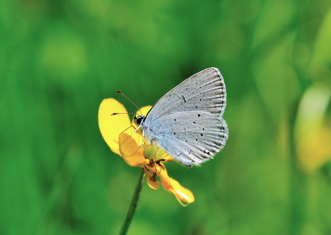 Lycaenidae da determinare